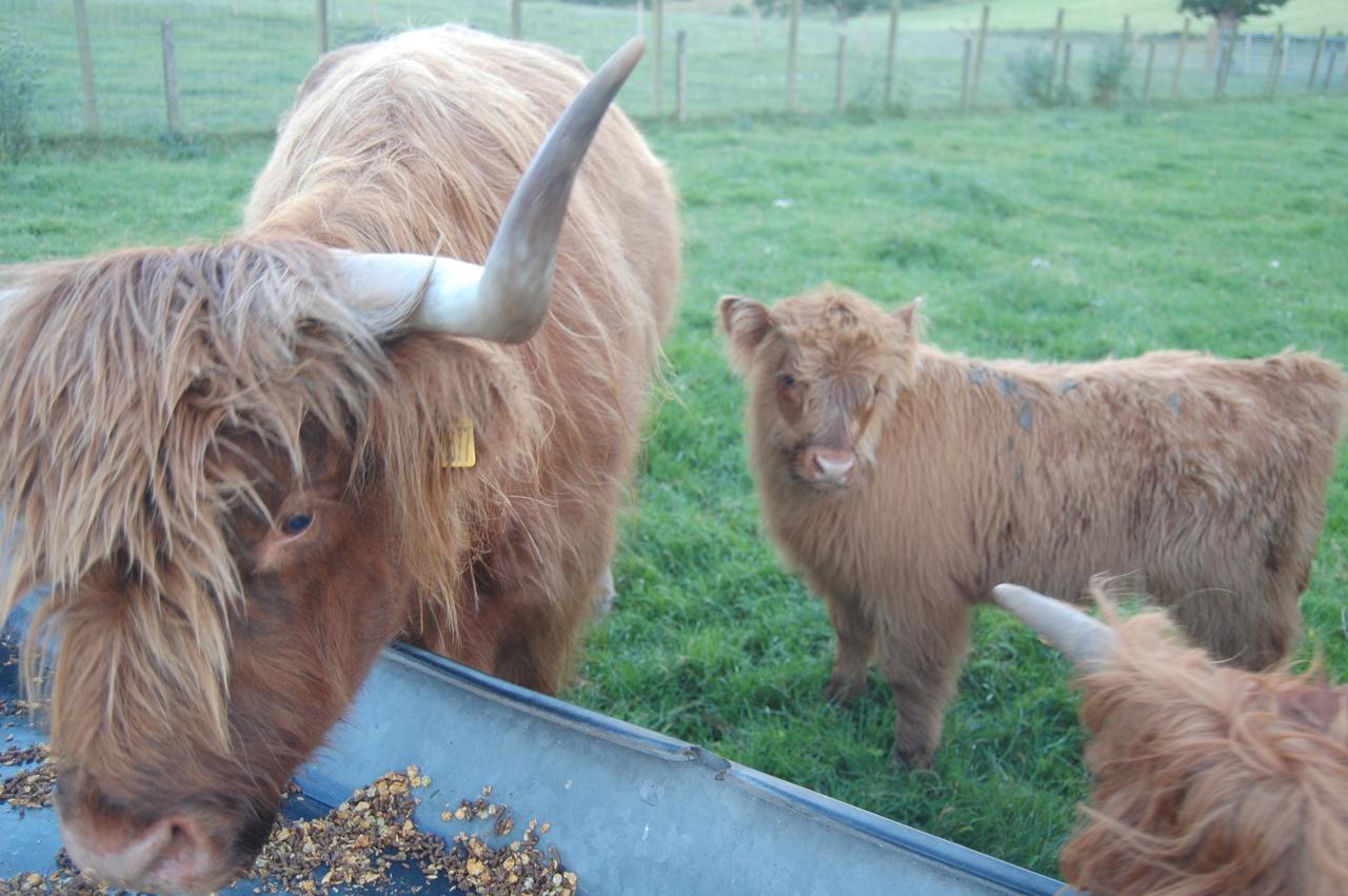 Drumbuie Farm B&B Drumnadrochit Buitenkant foto